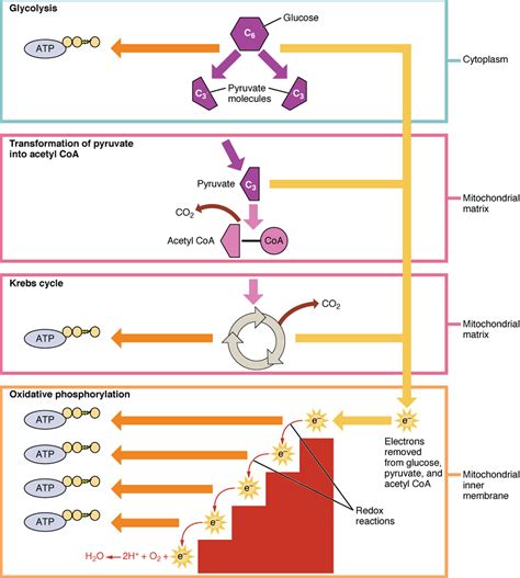 Stages Of Cellular Respiration Miller And Levine