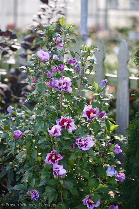 Hibiscus syriacus ‘Purple Pillar’ (Rose of Sharon, Shrub Althea