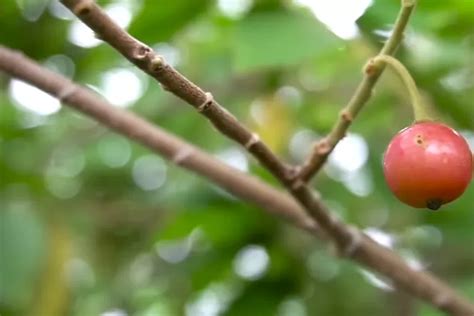 Jangan Sepelekan Inilah 5 Manfaat Buah Kersen Untuk Kesehatan Bisa