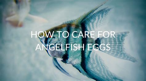 Angelfish Care Archives Betta Care Fish Guide