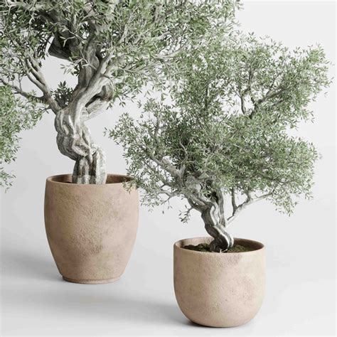 Bonsai Olive Old Tree - Indoor Plants 512 - 3D Model for Corona, VRay