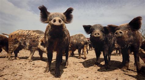 Can Anything Stop the Feral Hog Invasion?