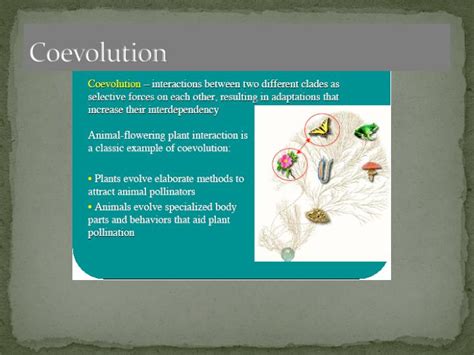 PPT - Pollination PowerPoint Presentation - ID:2439245