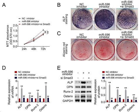 Mir Regulated Gc Bmsc Proliferation And Osteogenic Differentiation