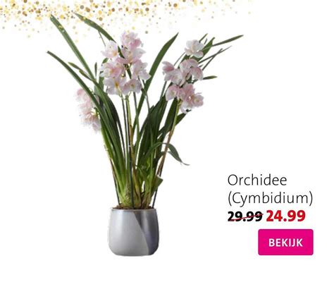 Orchidee Cymbidium Aanbieding Bij Intratuin Folders Nl