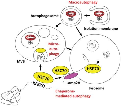 Macro Micro And Chaperone Mediated Autophagy Macroautophagy Can