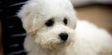 Bichon Frise: The Ultimate Guide to Caring for this Adorable Breed ...