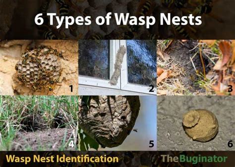 6 Types Of Wasp Nests Identification Photos 6 Things To Know The Buginator