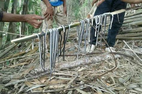 Tidak Tanggung Tanggung Temuan 35 Ular Kobra Gegerkan Warga