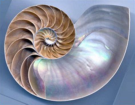 Teaching Math Nature Math Nautilus Spirals In Nature Seashells