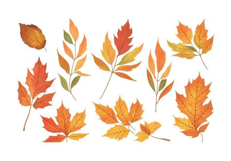 Premium Vector Autumn Season Leaves Watercolor Set Botanical Leaf