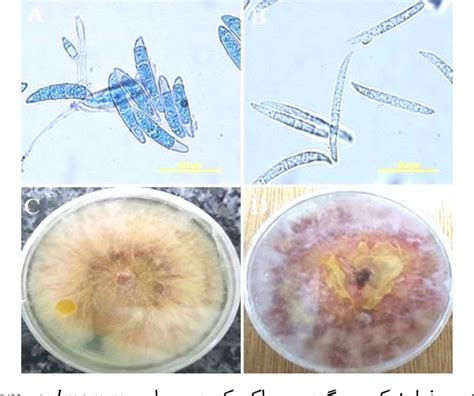 Figure 2 From Situation Of Fusarium Root And Crown Rot Disease Of Wheat