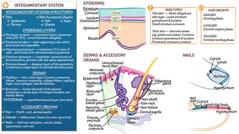 Histology: Skin | Draw It to Know It