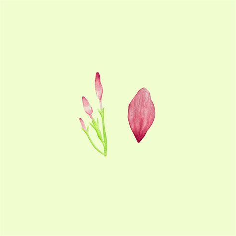 Watercolor Botanical Illustrations Behance