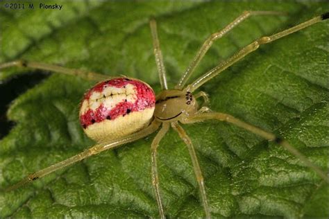 Enoplognatha Ovata Alchetron The Free Social Encyclopedia