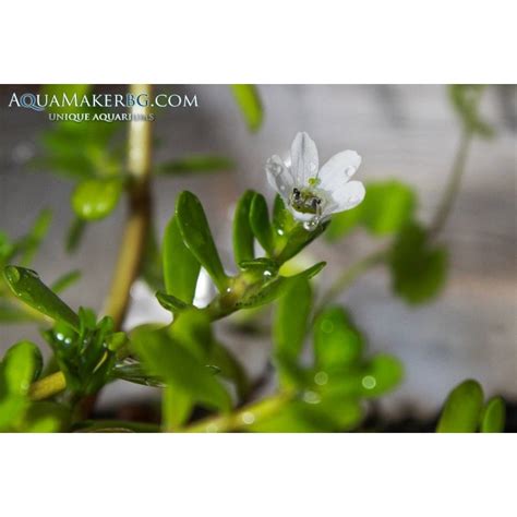 Bacopa monnieri - Бакопа мониери