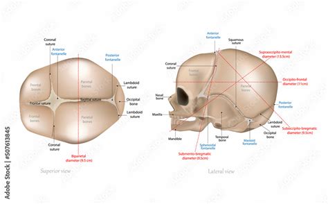 Fetal Skull Dimensions Superior View And Lateral View Of The Fetal