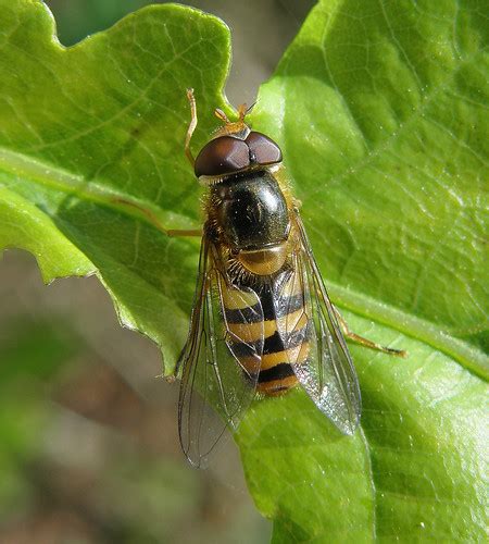 Epistrophe Nitidicollis Male Ryton Wood Warwickshire Flickr