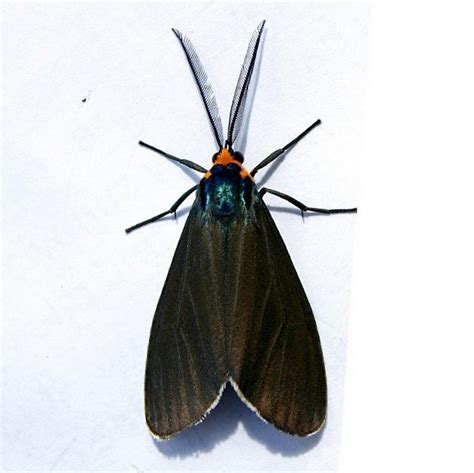 Hodges Virginia Ctenucha Moth Ctenucha Virginica Bugguide Net