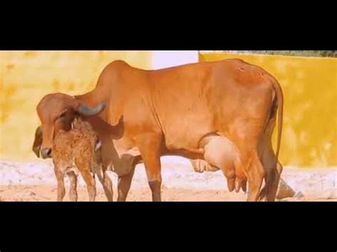 Gir Nasl Ki Gay Litre Dudh Wali Youtube