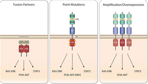 Targeting anaplastic lymphoma kinase in neuroblastoma - Umapathy - 2019 ... 