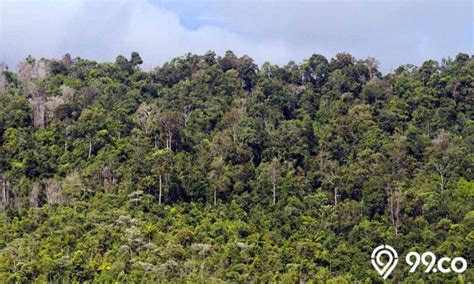 4 Daerah Penghasil Hutan Di Indonesia Kaya Sumber Daya Alam