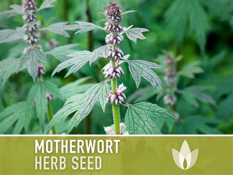 Motherwort Herb Seeds Heirloom Seeds, Medicinal Herb Seeds, Heart ...