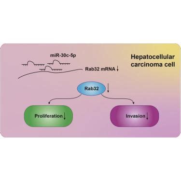 Mir C P Rab Molecular Therapy Nucleic Acids