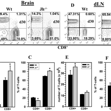 T Cell Responses Are Altered Within The Brains Of B Cell Deficient Mice