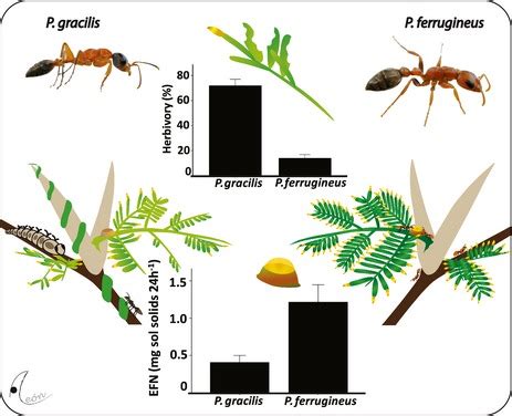 The Ant And Acacia Interaction Is Best Described As Stephany Has Alvarez