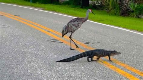 Kranich geleitet Baby Alligator über Straße Videos from The Weather