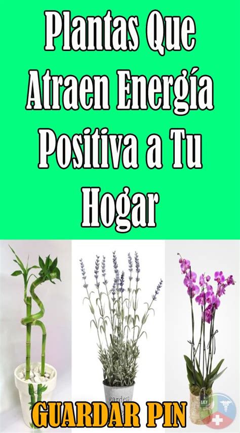 Three Different Types Of Plants With The Words Plantas Que Atrea