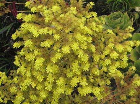 Thomas H Church designs reshape modern landscape architecture