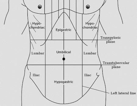 Surgical Anatomy Of The Abdomen Concise Medical Knowledge Off