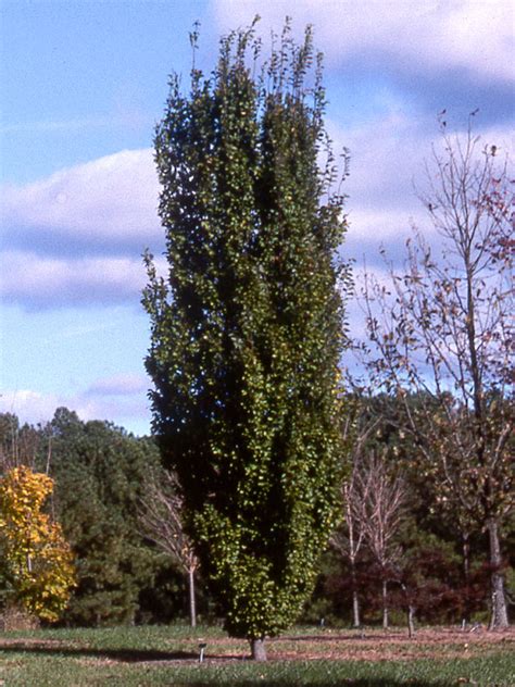 Carpinus Betulus Frans Fontaine