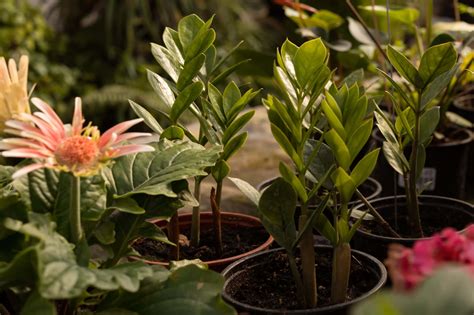 Wind Burn & Salt Damage: Help Your Plants Recover Fast