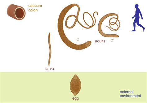 Whipworm Larvae