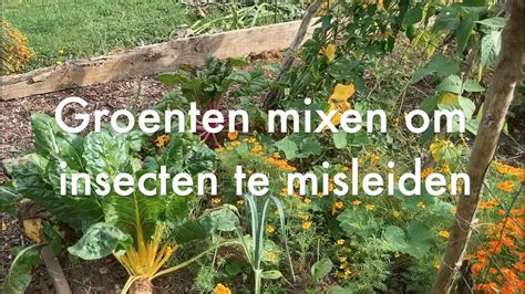 Ini S Moestuin Groenten Mixen Tegen Insecten Klimrekken Plaatsen