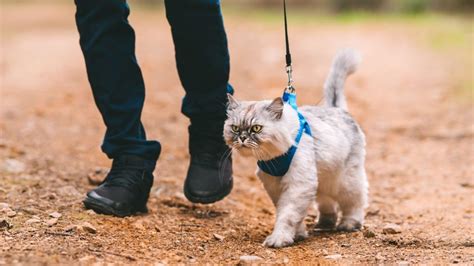 Mastering The Unusual Taking Your Cat For A Walk Obey My Cat