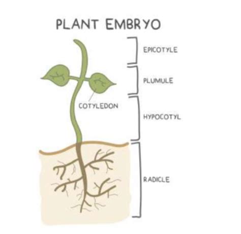 Bio Ch 10 Plants Flashcards Quizlet