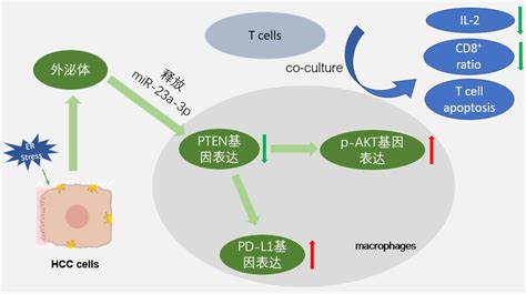 【外泌体研究】肿瘤细胞免疫逃逸的新机制 Mir