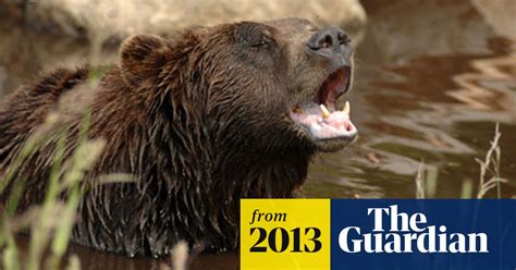 Four suffer minor injuries in Yellowstone grizzly bear attacks | Animals | The Guardian