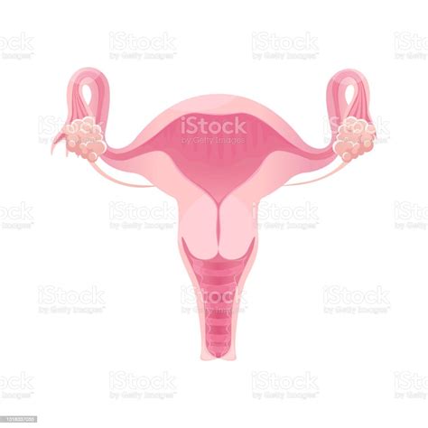 Female Reproductive System Stock Illustration Download Image Now