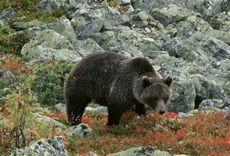 Ingen utökad tilldelning på björn Svensk Jakt