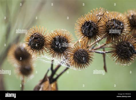 Cocklebur Seed High Resolution Stock Photography And Images Alamy