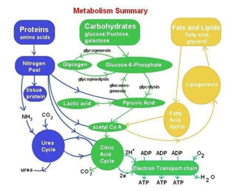 Nutrition 3 4 Carbohydrates Flashcards Quizlet