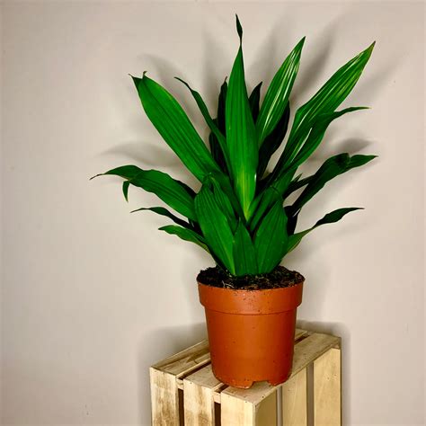 Dracena Compacta Dracaena Fragance ‘green Jewel Maceta De 17cm