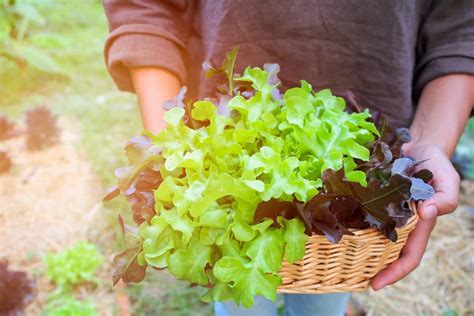 How Far Apart to Plant Lettuce » Know the Distance