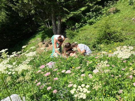 Insolites Cueillette et dégustation de plantes sauvages