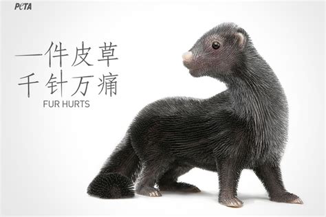 PETA launches pointed attack on China's fur trade with creative art ...